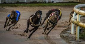 Florida’s greyhound races unlikely to return anytime soon