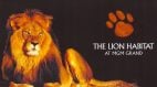 Bentley the Lion, Former MGM Grand Inhabitant, Dead at 15 Years Old